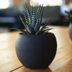 Succulent in a dark pot
